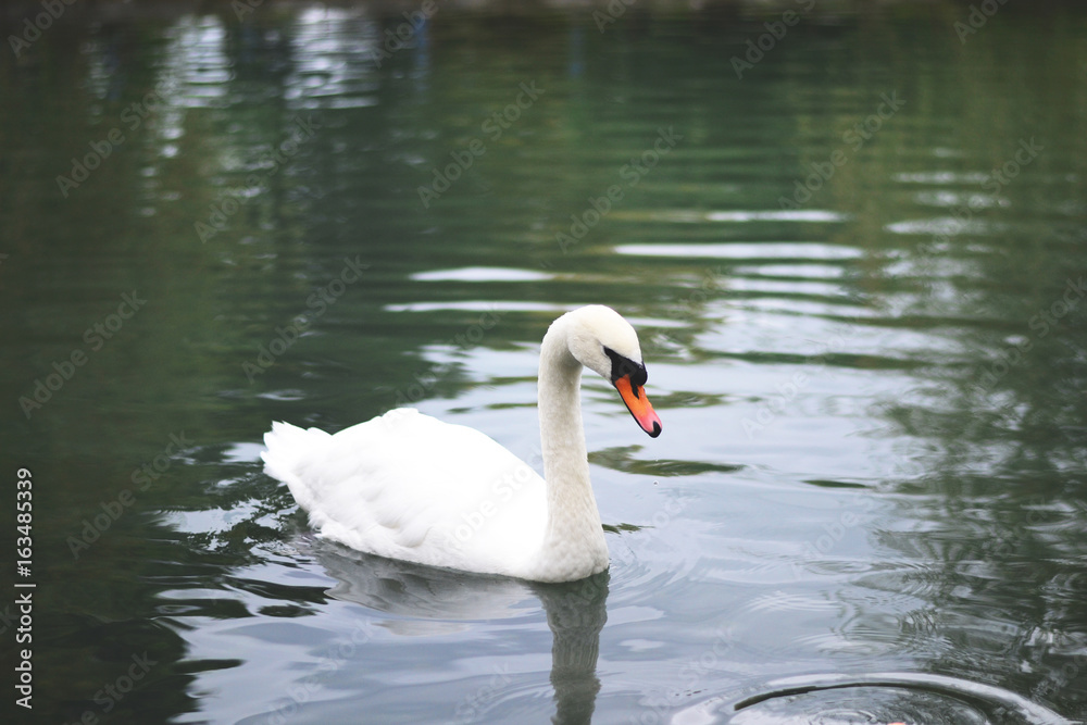 White swan floating in the lake White swan floating in the lake