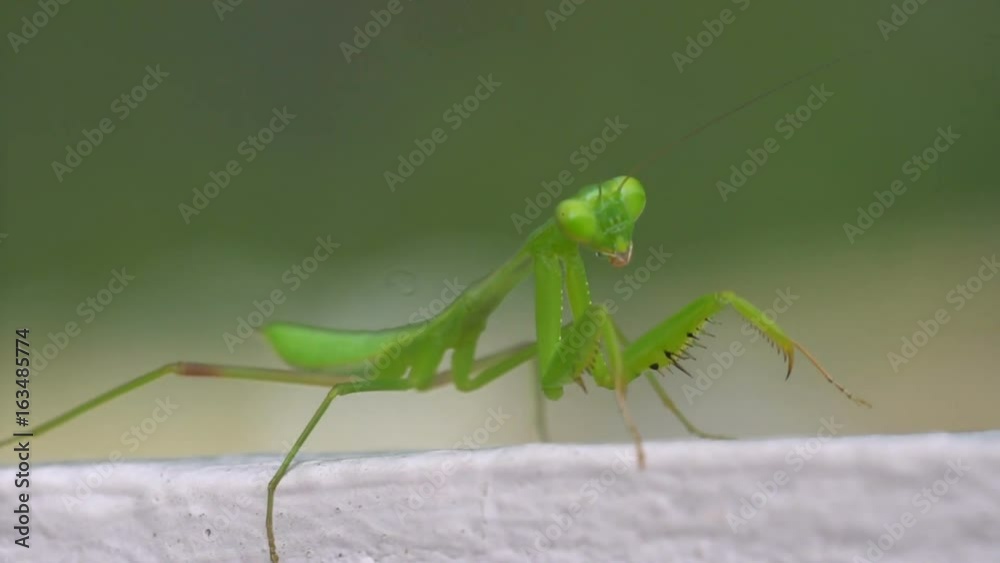 Closeup macro of green grasshopper moving over blurred background - video in slow motion Closeup macro of green grasshopper moving over blurred background - video in slow motion