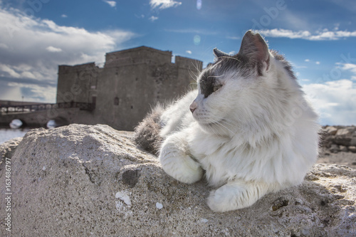 Unperturbed cat poses for tourists in the harbor of pathos, against the backdrop of the castle