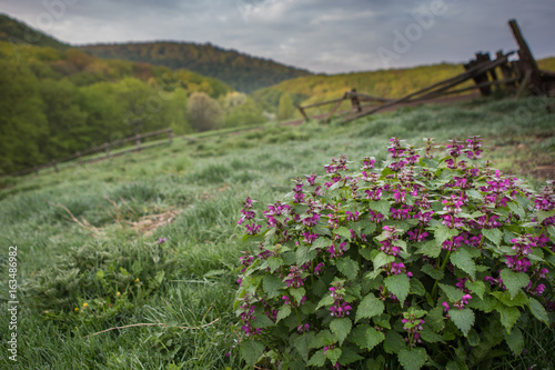 Early Spring Morning Preserve Medobory, Khmelnytsky Region, Ukraine photo