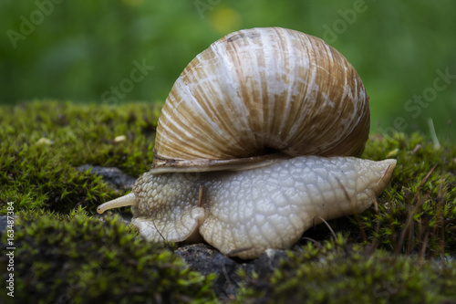 Snail on a moss-covered stone