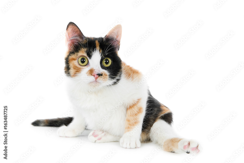 Disabled cat looking at camera, isolated on white