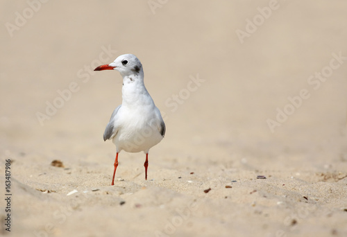 seagull on sand 