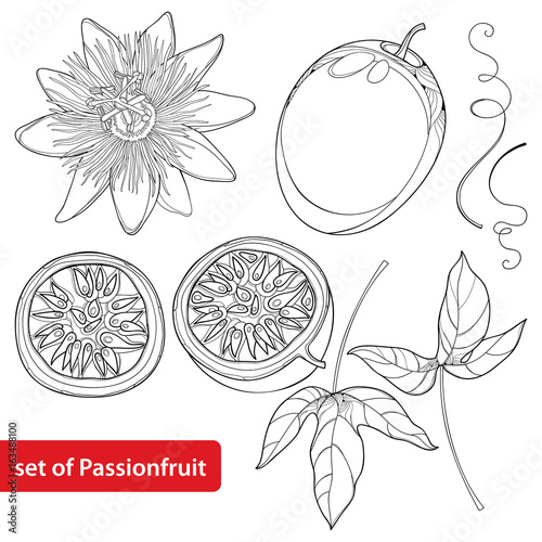 Vector set with outline Passion fruit or Maracuya. Half fruit, leaf and flower isolated on white background. Perennial tropical plant in contour style for exotic summer design and coloring book.