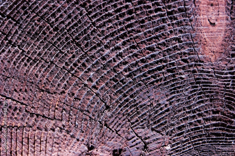 The texture of the trunk of the tree