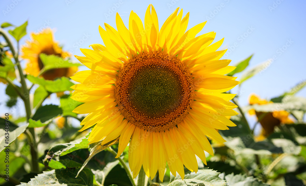 Obraz premium Blooming sunflower close up