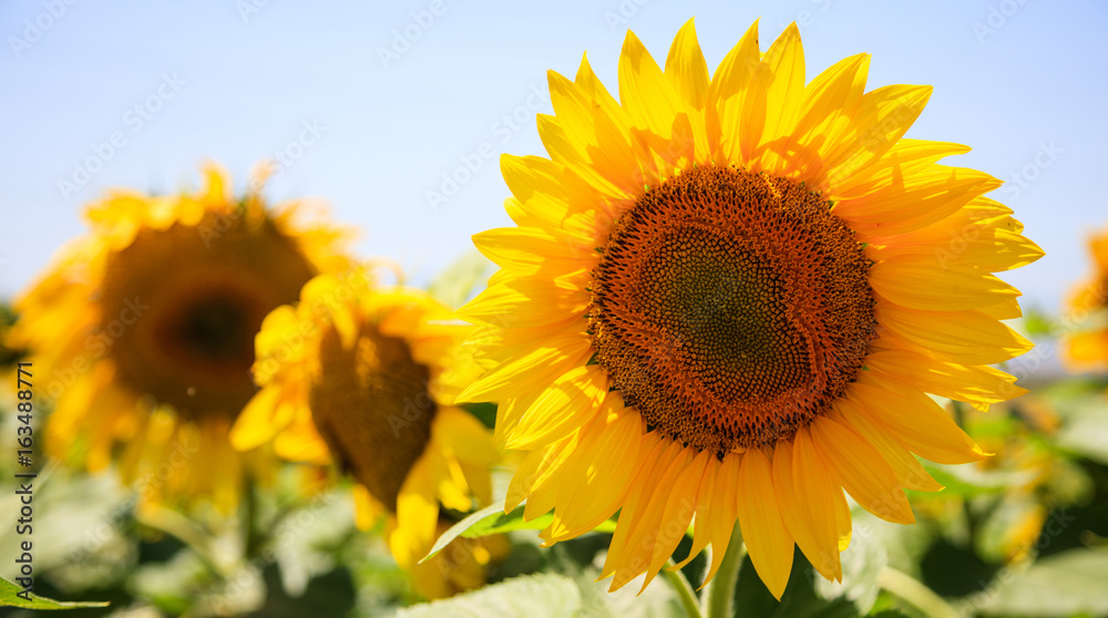 Blooming sunflower close up