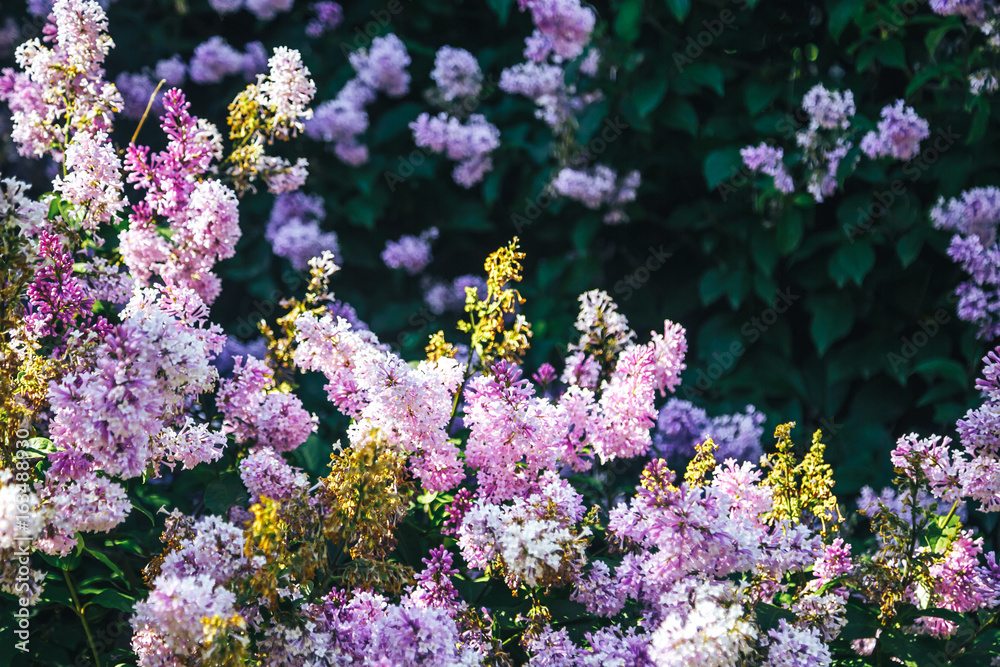 Fototapeta premium Beautiful fresh purple violet flowers. Close up of purple flowers. Spring flower, a branch of lilac. Lilac bush, lilac background. Branch with summer lilac flowers.