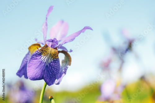 Fototapeta Naklejka Na Ścianę i Meble -  Iris flower close up. Macro iris background in sun light