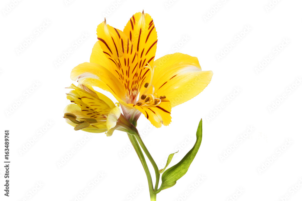 Fototapeta premium Yellow alstroemeria flower