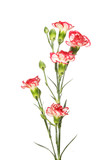 Spray carnation flowers