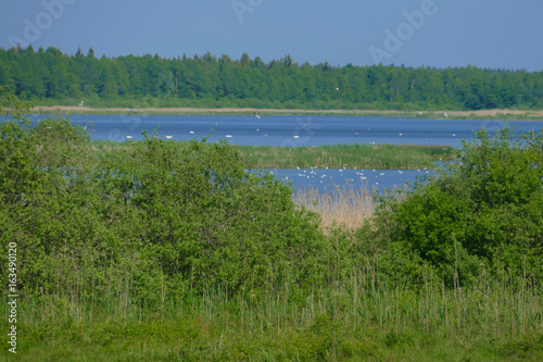 Baltoji Vokė lake is a water bird sanctuary close to Vilnius and a nature reserve. A place inhabited by a Polish national minority.