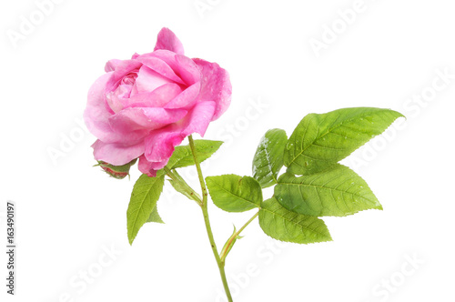Magenta rose flower