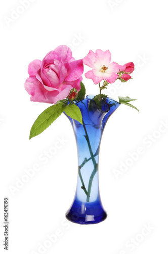 Magenta roses in a vase