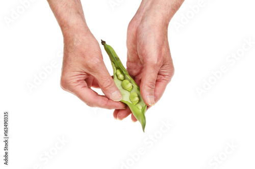 Hands shelling broad beans