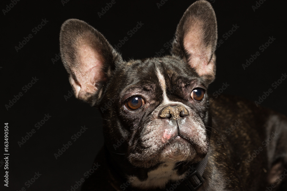 Female French bulldog portrait on a black background