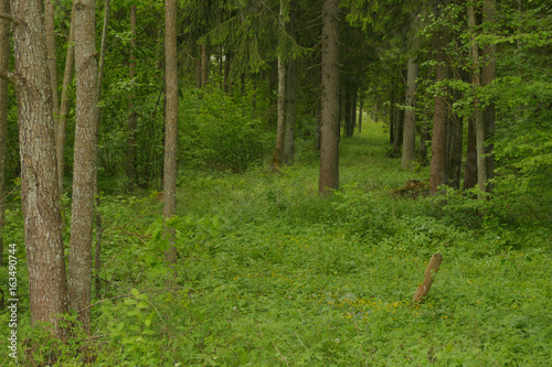 Rudna Forest is one of the largest forest complexes in the vicinity of Vilnius. Place of residence of the Polish national minority.