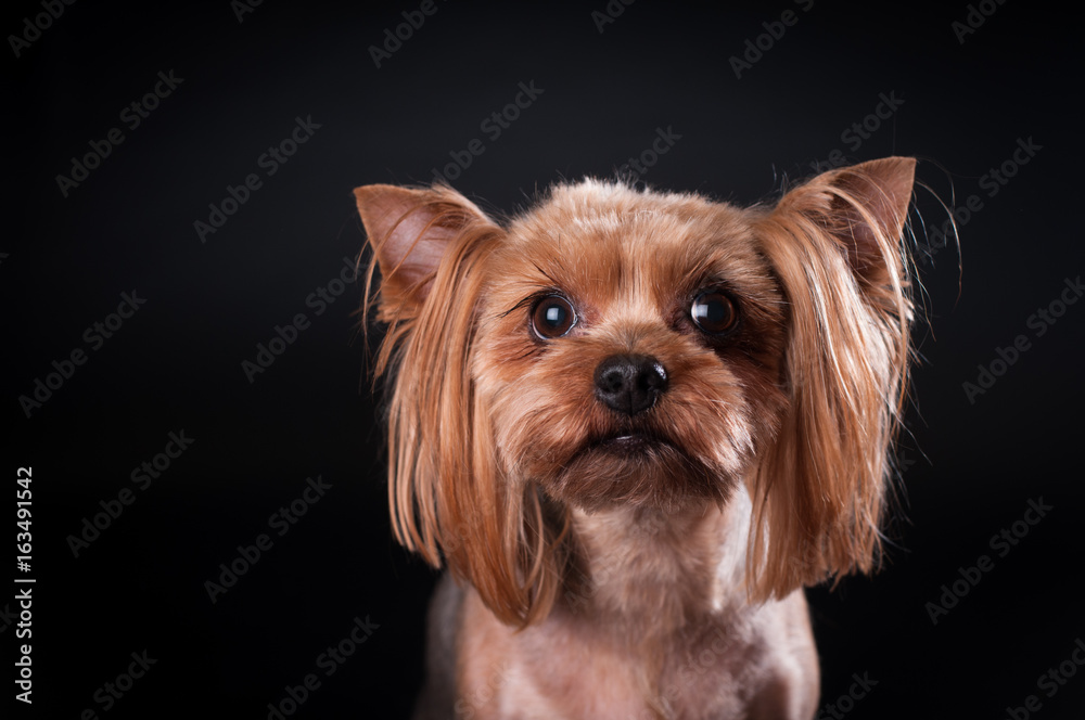 Fototapeta premium yorkshire terrier portrait on black background