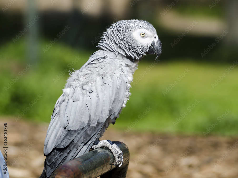 Fototapeta premium Psittacus erithacus