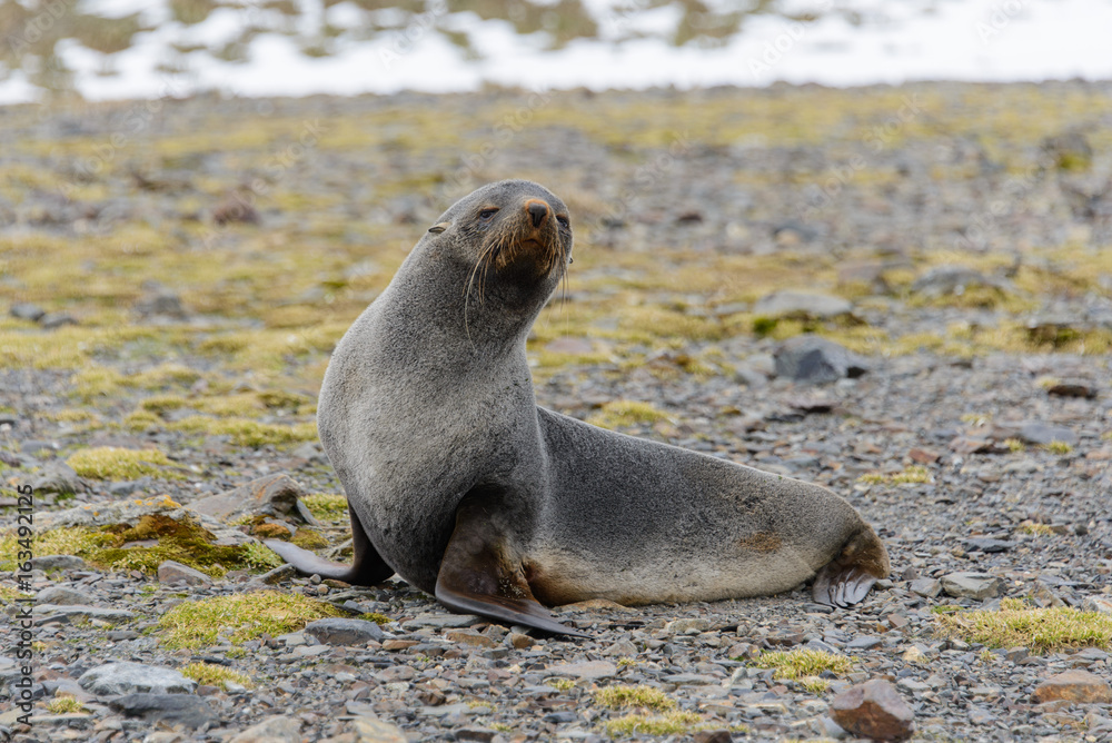Naklejka premium Fur seal