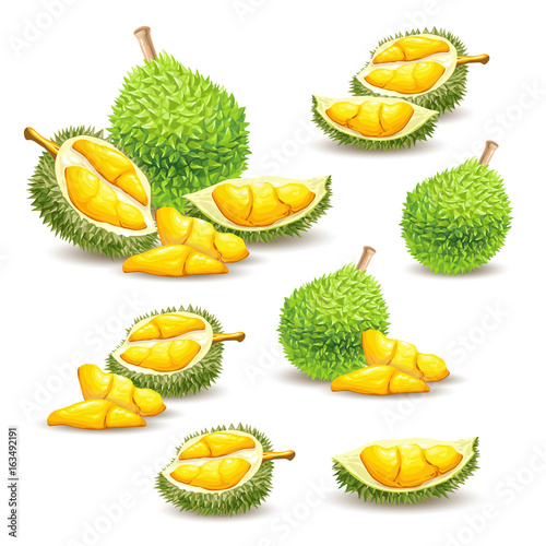 Set of vector color illustrations, icons of a durian fruit whole and peeled isolated on a white background. Print, template, design element