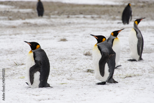 King penguins on South Georgia island