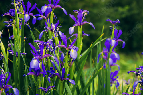 Fototapeta Naklejka Na Ścianę i Meble -  blue flowers in a summer garden