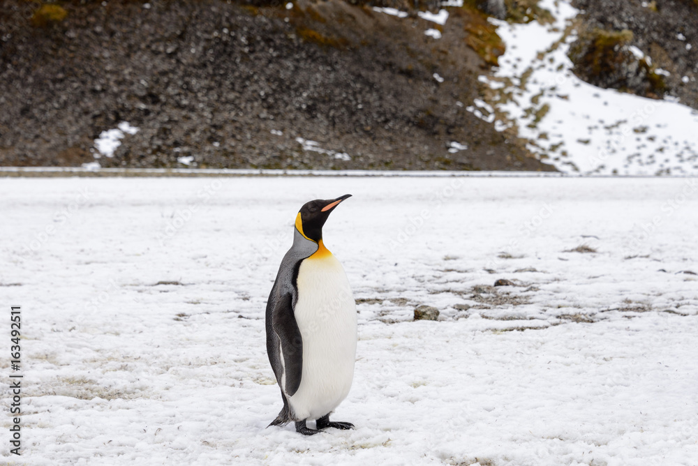 Fototapeta premium King penguins on South Georgia island