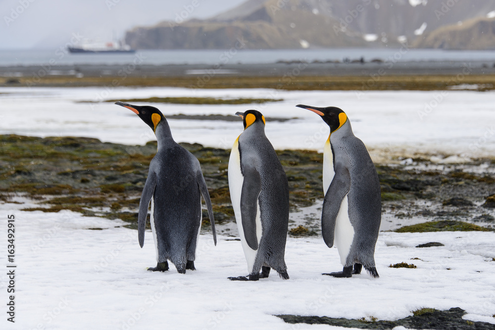 Fototapeta premium King penguins on South Georgia island