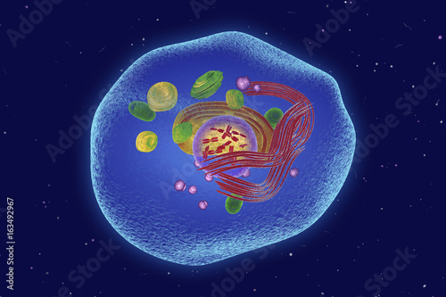 Keratinocyte skin cell, illustration photo
