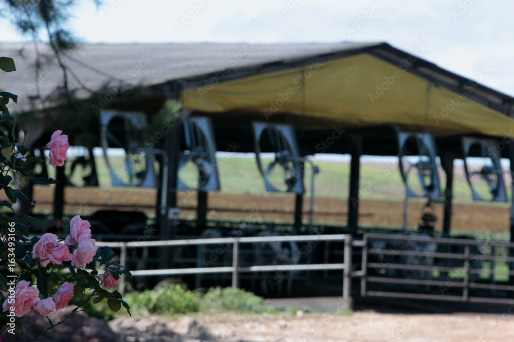 Obraz premium Fazenda de gado