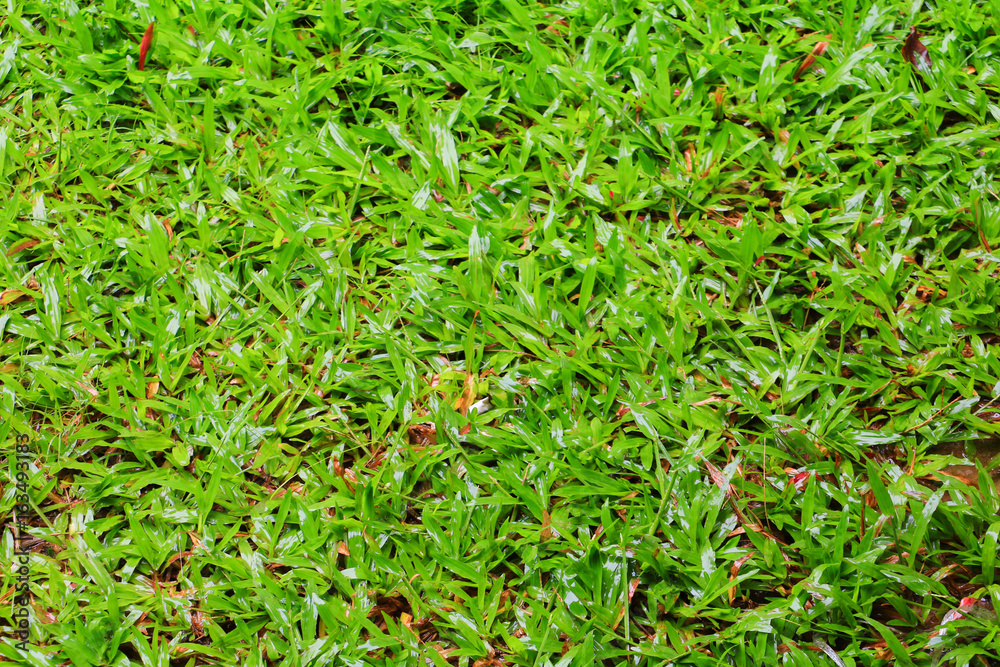 Grass with water on a green background. Grass with water on a green background.