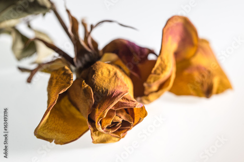 getrocknete Rose
