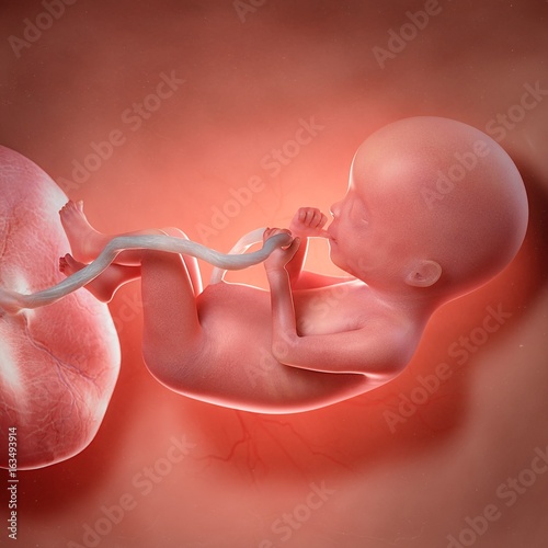 Human foetus age 20 weeks, illustration photo