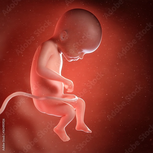Human foetus age 22 weeks, illustration