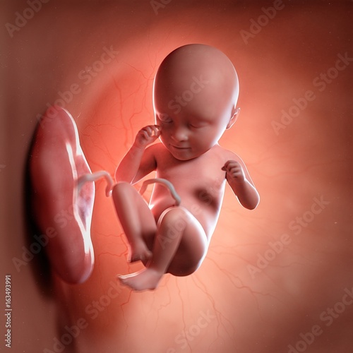 Human foetus age 35 weeks, illustration