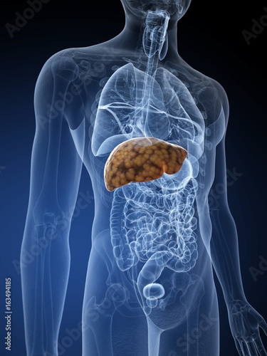 Human liver, illustration photo