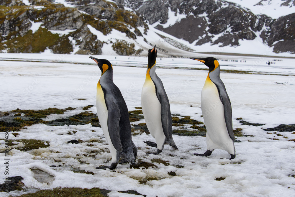 Fototapeta premium King penguins on South Georgia island