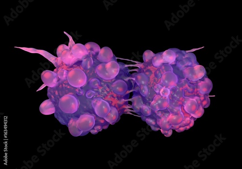 Dividing bladder cancer cells photo