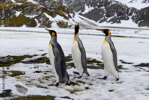 King penguins on South Georgia island