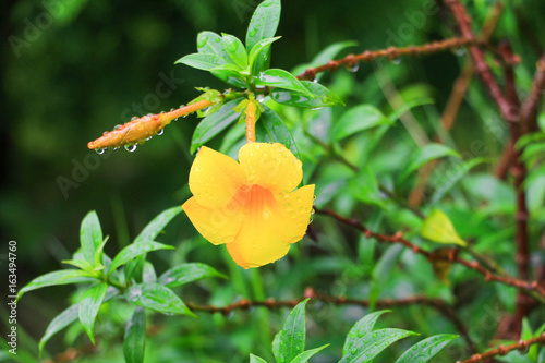 Allamanda cathartica Yellow flower and drop of water at beautiful  Golden Trumpet willow-leaved climber bloom in the garden