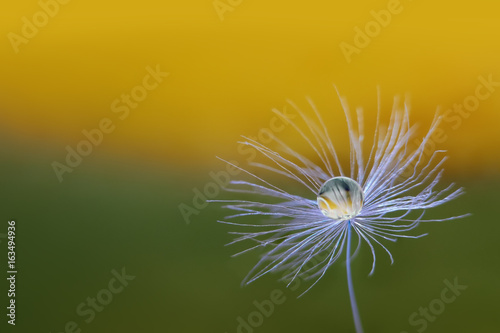 Dandelion seed with a water drop