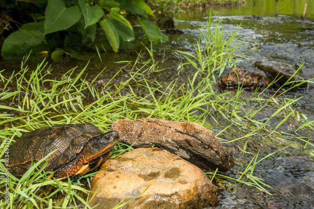 A close up of a Wood Turtle in the wild. A close up of a Wood Turtle in the wild.