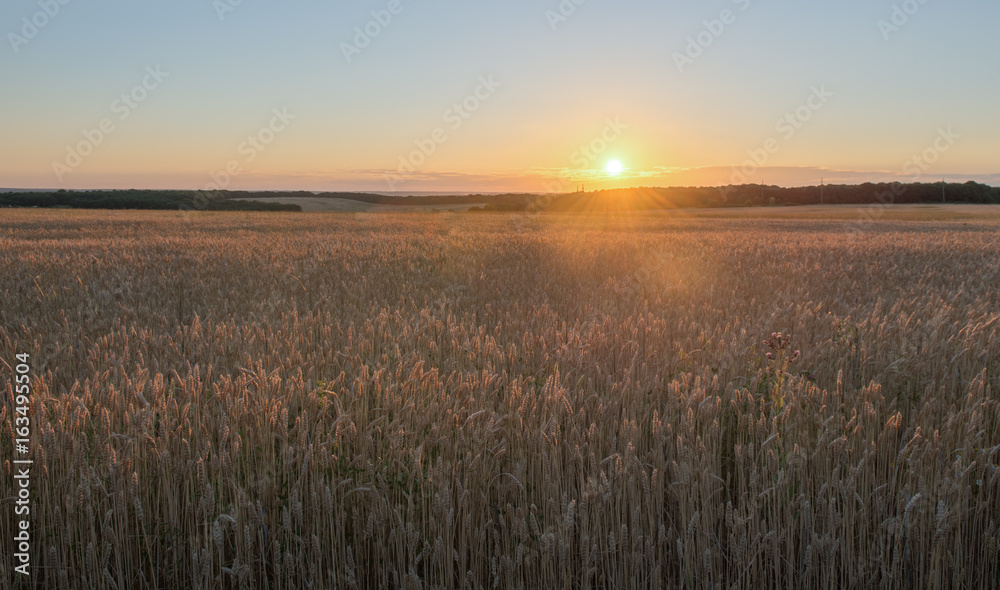 Wheat at sunset