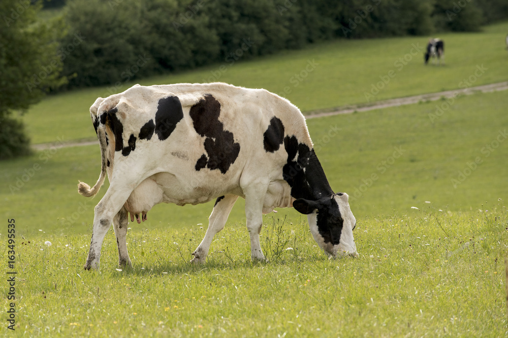 vache Holstein sur le pâturage vert