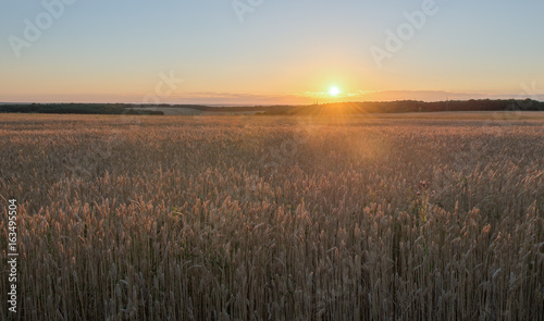 Wheat at sunset © olegkruglyak3