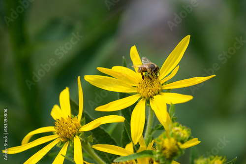Bee on Yellow Daisy