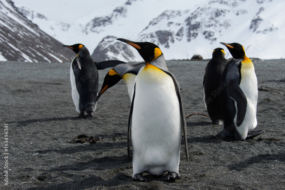 Fototapeta premium King penguins on South Georgia island