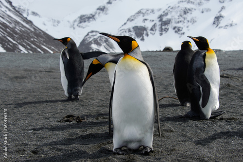 King penguins on South Georgia island