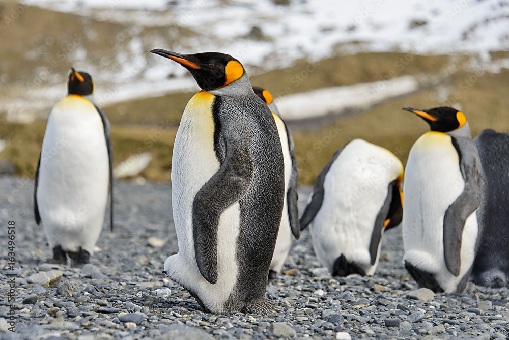 Fototapeta premium King penguins on South Georgia island